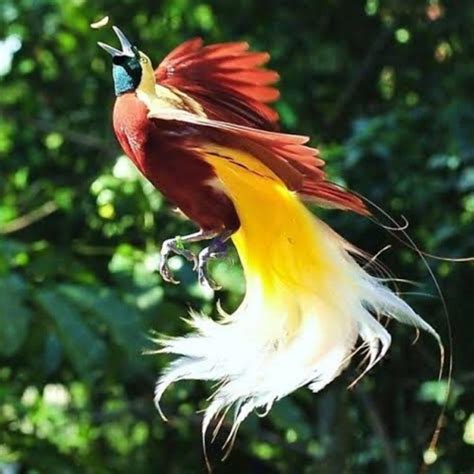 The Most Stunning Birds With Colorful Mohawks That Will Blow Your Mind