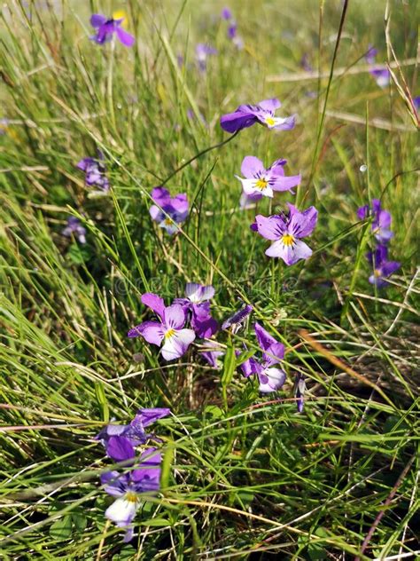 Purple Mountain Pansy Flowers In The Grass Stock Image Image Of Huds