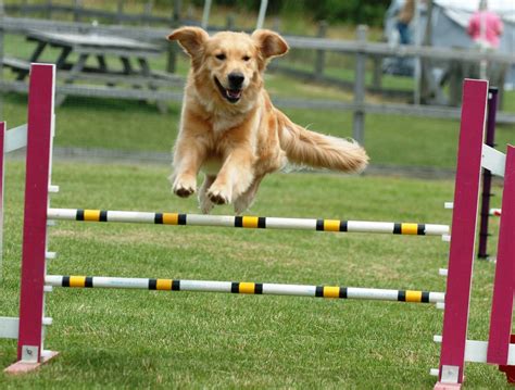 10 Tips To Practice Agility At Home With Your Dog Savory Prime Pet Treats