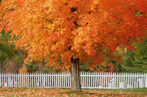 12 Most Colorful Trees For Fall