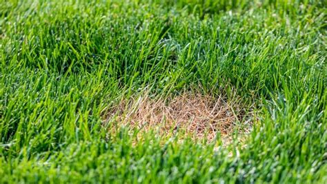 Dollar Spot Lawn Fungus What It Is And How To Fight It