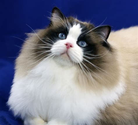 Seal Bicolor Ragdoll Kittens Cutest Cats And Kittens Cute Cats