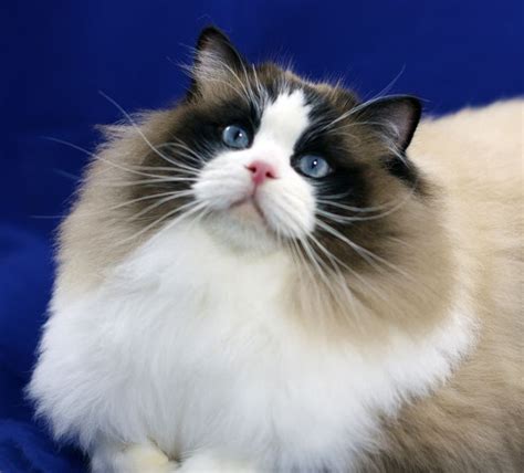 Ravera Ragdoll Cats Kittens Australian Registered Breeders Sydney