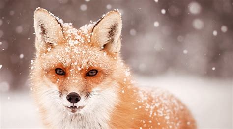 Fox In The Snow Fox Snow Snowing Red Fox Winter Hd Wallpaper Peakpx