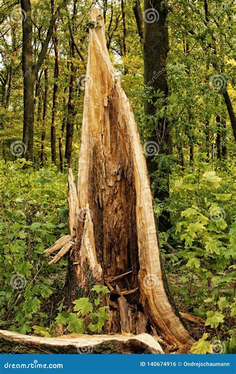 Large Broken Tree Trunk In The Woods Stock Photo Image Of Storm