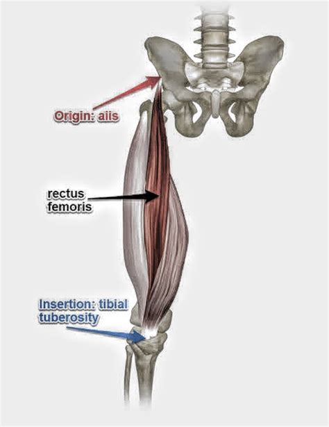 Rectus Femoris Muscle Pt Master Guide