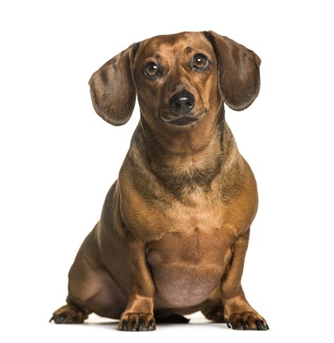 Is Your Dachshund Overweight? | dachshund-central