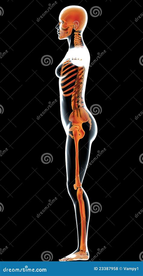 Female Human Body In Profile And Skeleton Stock Photo Cartoondealer