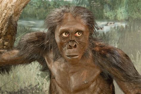 Human Ancestor Lucy A Tree Climber Human World Earthsky