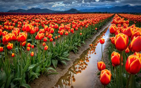Spring Flowers Field With Red Tulips Desktop Wallpaper Full Screen