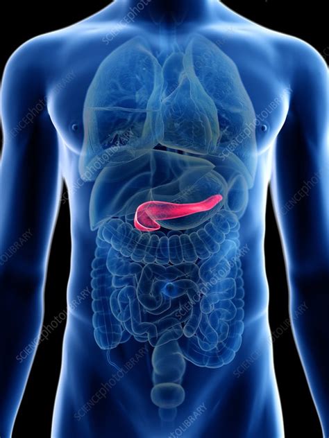 Illustration Of A Mans Pancreas Stock Image F0236349 Science