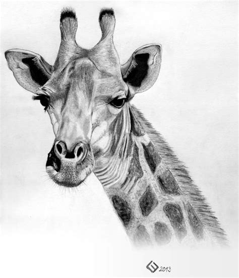Giraffe Giraffe Giraffe Drawing Face Pencil Drawing