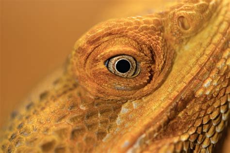 Bearded Dragon Eye Bulging Causes And When To Worry Reptile Craze