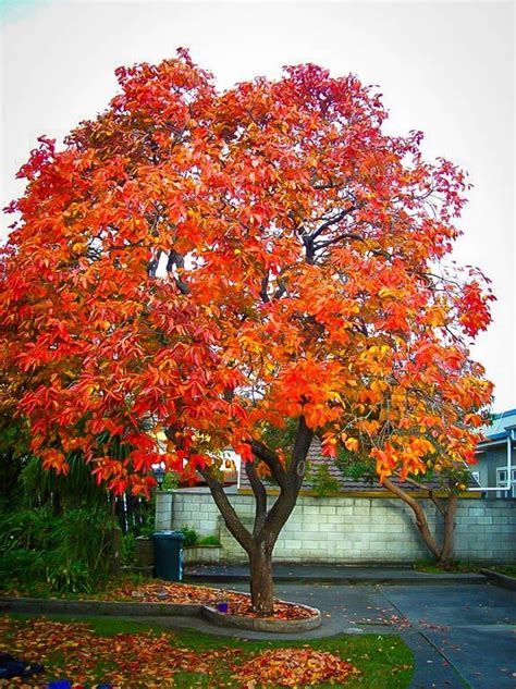 It is not uncommon for the tree to sometimes be crooked or have a willowy look. Persimmon Tree For Sale Online | The Tree Center
