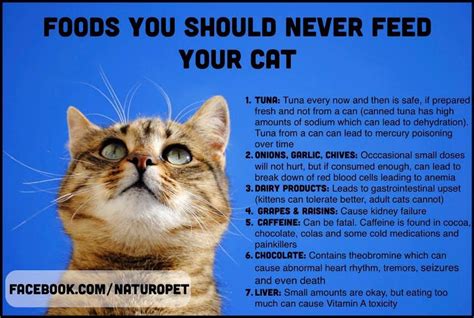 Foods Not To Feed Your Cat Cats Cat Facts Pets Cats