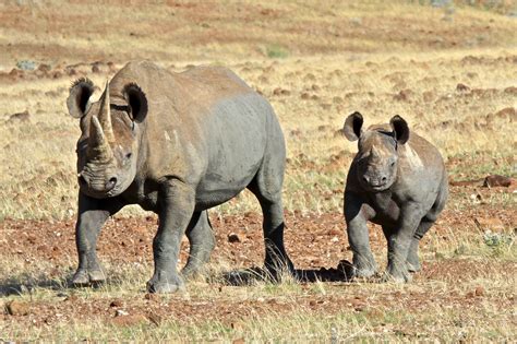 These include mammals, reptiles, birds, and insects, with many being unique to africa. Endangered Animals in Africa