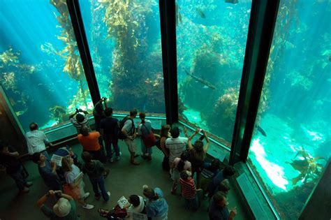 Tourism Monterey Bay Aquarium