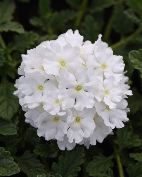 Verbena Peruviana Endurascape™ White Verbena From Garden Center Marketing