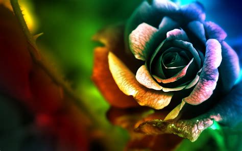 Free Download The Rose In Many Colors Artistic And Abstract Wallpaper