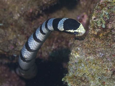Hydrophis Belcheri Commonly Known As The Faint Banded Sea Snake Or
