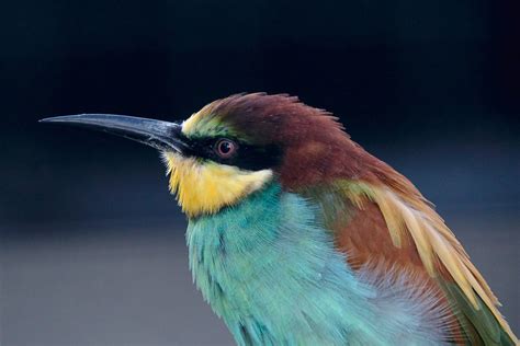 Top 190 Animals With Beaks