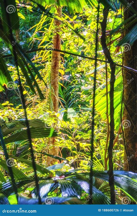 Dense Vegetation In The Daintree Rainforest A Heritage Listed