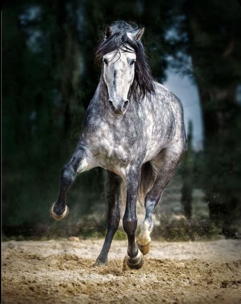 Dappled Grey Dapple Grey Horses Grey Horse Horses