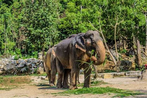 Krabi Ao Nang Elephant Sanctuary Half Day Tour Getyourguide