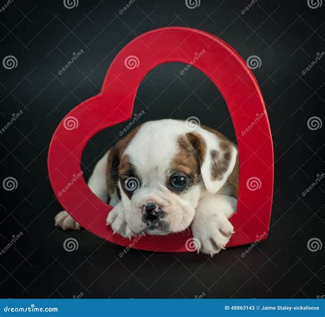Valentines Day Puppy Stock Image Image Of Domestic 48863143