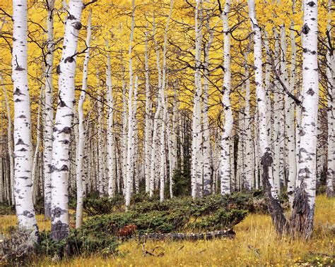 Aspen Grove Utah This Aspen Grove Is The Largest And Oldest Living
