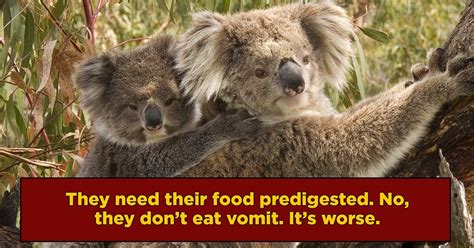 Baby Koalas Eat Something Truly Disgusting