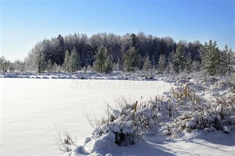Winter Time In Forest Lake Trees And Shore In Snow A Frozen Lakeon A
