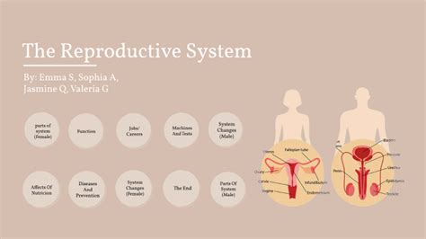 Reproductive System Project By