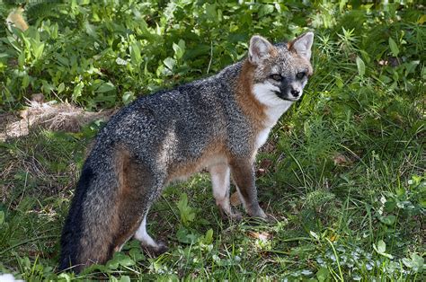 How To Coexist With North Carolinas Wild Foxes Coyotes Coastal Review