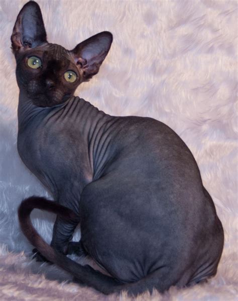 Metro cat rescue needs your help so that we can continue to help cats left to die in the streets. Female 10 Month Old Black Sphynx Kitten | Cute cats ...