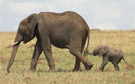 A Mother And A Baby Elephant Walking Together
