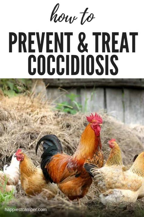 Preventing And Treating Coccidiosis In Chickens