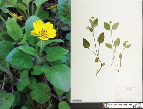 Herbarium | Department of Biology | George Mason University