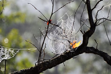 The Spider Spins Its Web Among The Fall Leaves Autumn Leaves