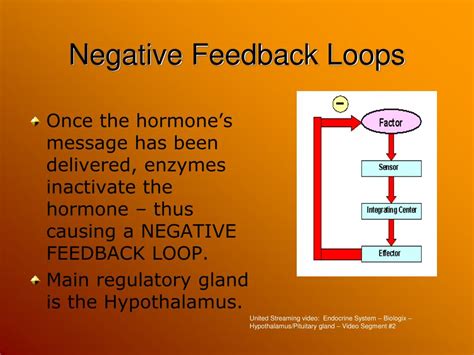 Ppt The Endocrine System And Homeostasis Powerpoint Presentation