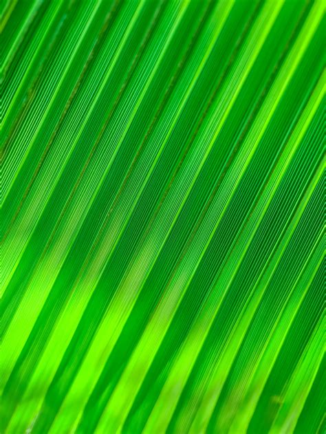 Palm Tree Leaf Detail Free Stock Photo Public Domain Pictures