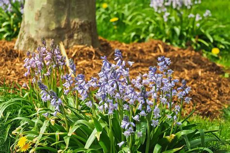 11 Of The Most Beautiful Bluebell Woods In England The World In My Pocket