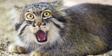 Why The Pallas Cat Should Become Your New Favorite Animal