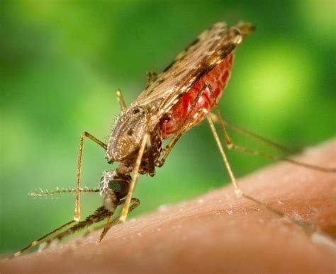 The Parasite And Its Vectors Scientists Against Malaria