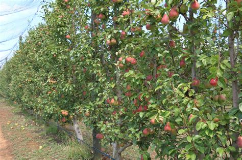 smarter pear orchards