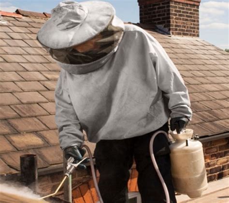 wasp nest removal hounslow tw london