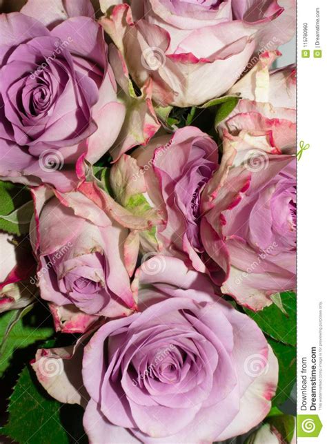 Beautiful Fresh Purple Roses With Green Leaf Stock Photo Image Of