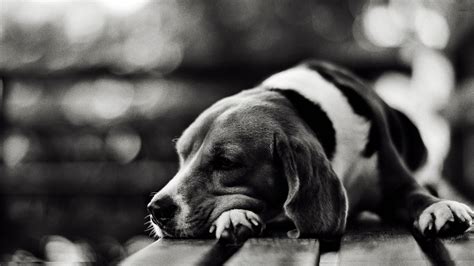 Sad Black And White Dog Widescreen High Definition Wallpaper