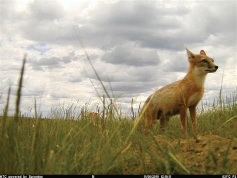 Swift Fox Reintroduction To Area A Success Havre Daily News