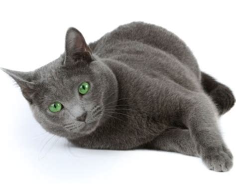 Hypoallergenic Cat Breeds Russian Blue The Russian Blue Cat A Guide